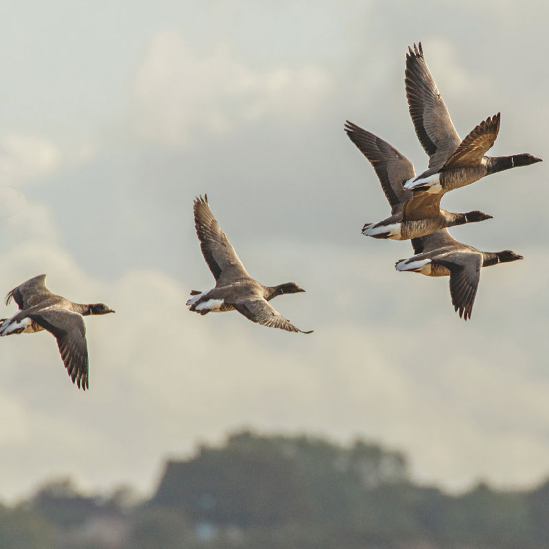 Brent Geese in flight